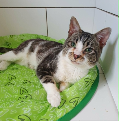 Adopter Hoshi