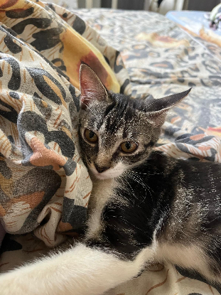 Adopter Kali