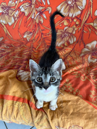 Adopter Kali