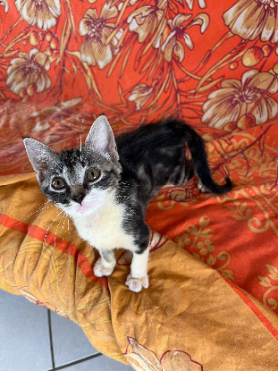 Adopter Kali
