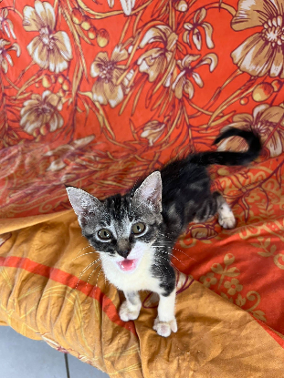 Adoption Kali
