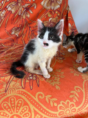 Adopter Méli