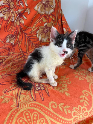 Adopter Méli