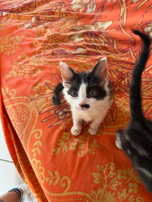 Adopter Méli