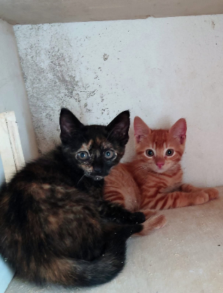 Adopter Baya