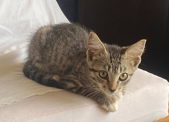 Adopter Biscoff