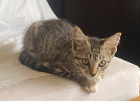 Adopter  chat : Biscoff