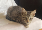 Biscoff