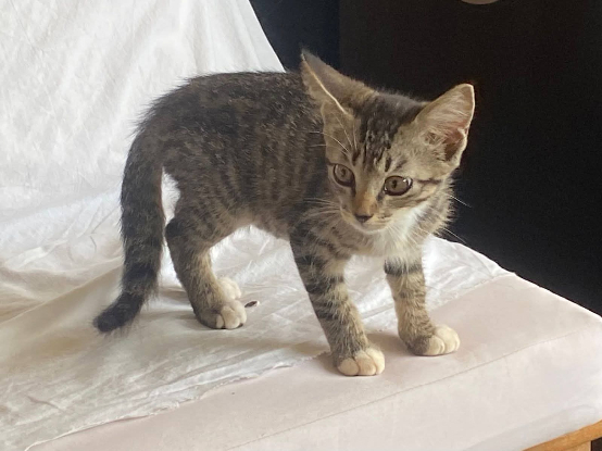 Adopter Biscoff