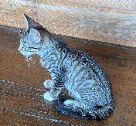 Adopter Biscoff
