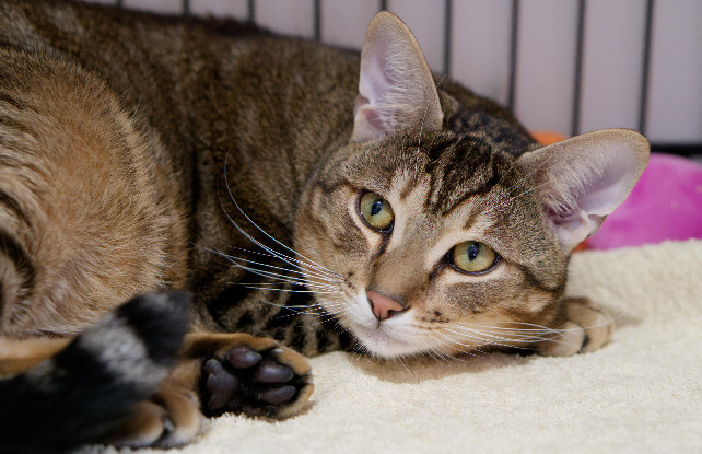 Adopter Kerry