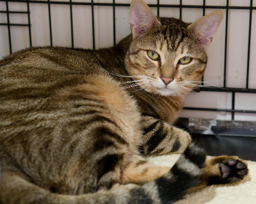 Adopter Kerry