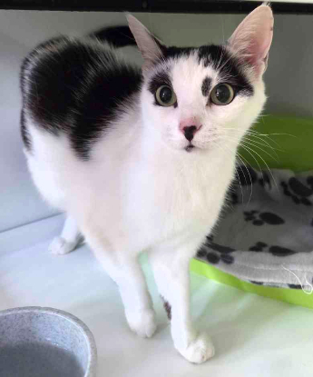 Adopter Nala