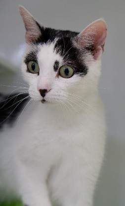 Adopter Nala