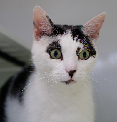 Adoption Nala