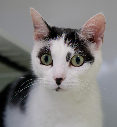 Adoption Nala