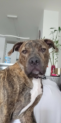 Adopter Tigrou