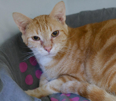 Adopter Mufassa
