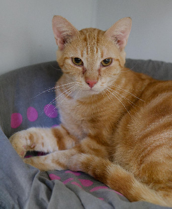 Adopter Mufassa