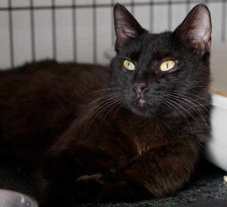 Adopter Chappy