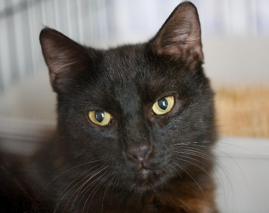 Adopter Chappy