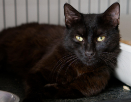 Adopter  chat : Chappy