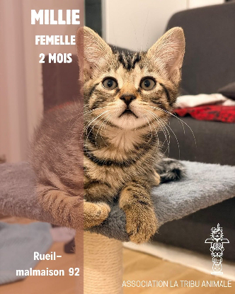 Adopter Millie