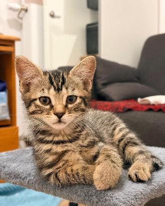 Adopter Millie