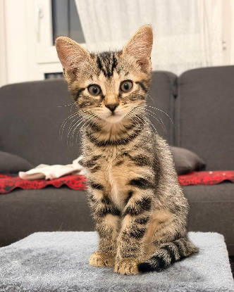 Adopter Millie