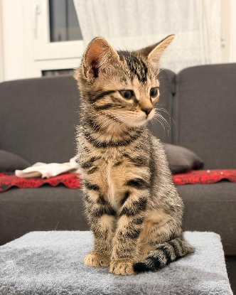 Adoption Millie