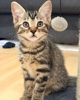 Adoption Millie