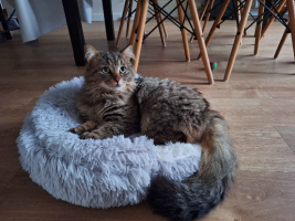 Adopter  chat : Spooky