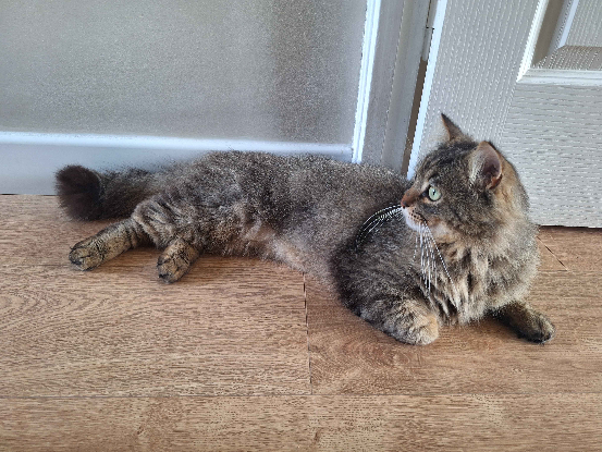 Adopter Spooky