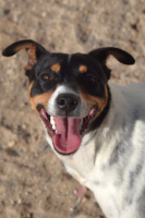 Adopter  chien : Zarpas