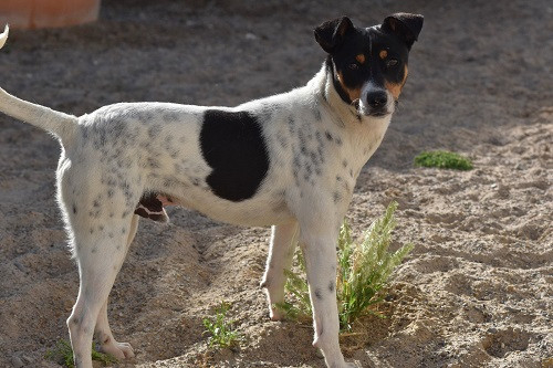 Adopter Zarpas