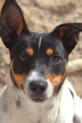 Adopter Zarpas