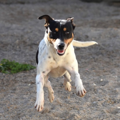 Adoption Zarpas
