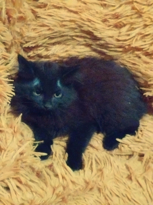 Adopter Midnight