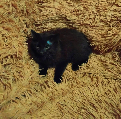 Adopter Midnight