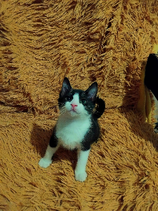 Adopter Dusk