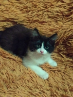 Adopter  chat : Noon