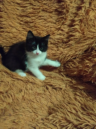 Adopter Noon