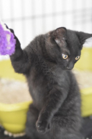 Adopter  chat : Bambum