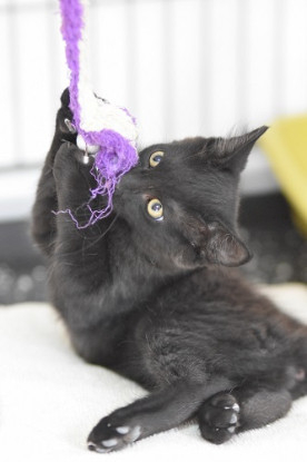 Adopter Bambum