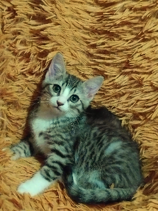 Adopter Aurora