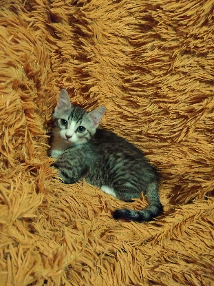 Adopter Aurora
