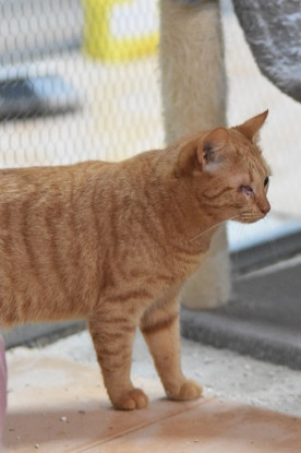 Adopter Higia