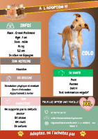 Adopter  chien : Colo