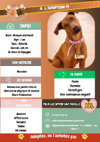 Adopter  chien : Luni