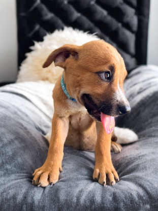 Adopter Pumba